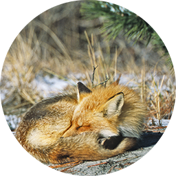 sleeping fox round